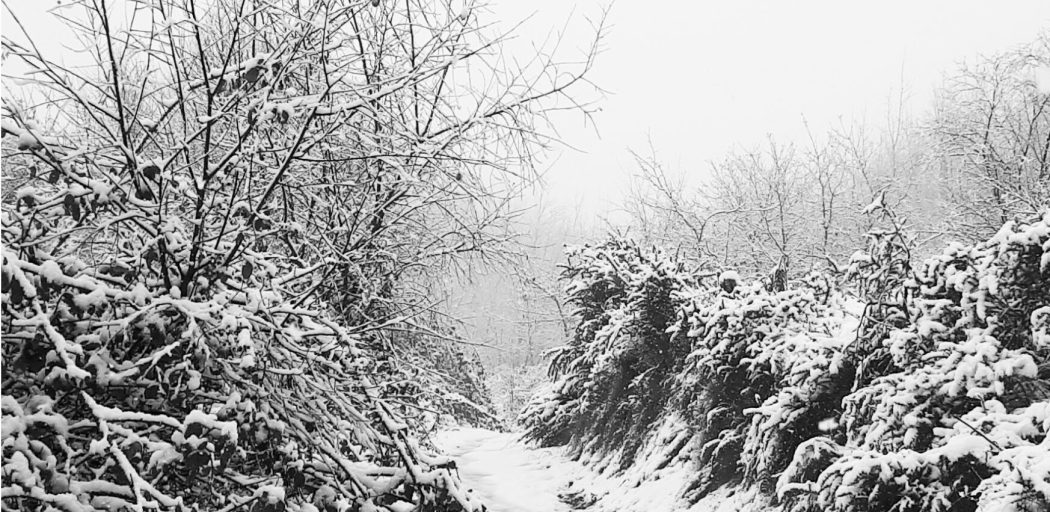 {{brizy_dc_image_alt entityId=